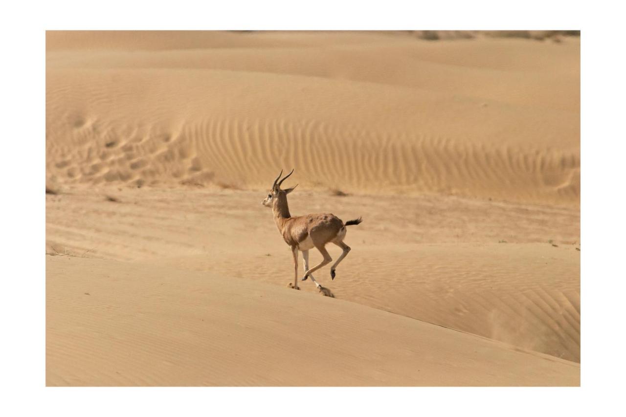 Manvar Resort & Desert Camp Dechu 外观 照片